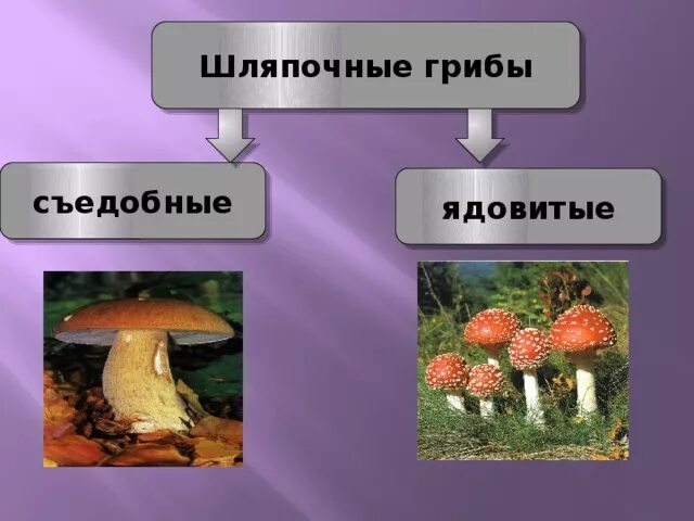 Ядовитые шляпочные грибы. Несъедобные ядовитые Шляпочные грибы. Шляпочные грибы несъедобные грибы. Съедобные Шляпочные грибы. Шляпочные грибы съедобные и несъедобные.