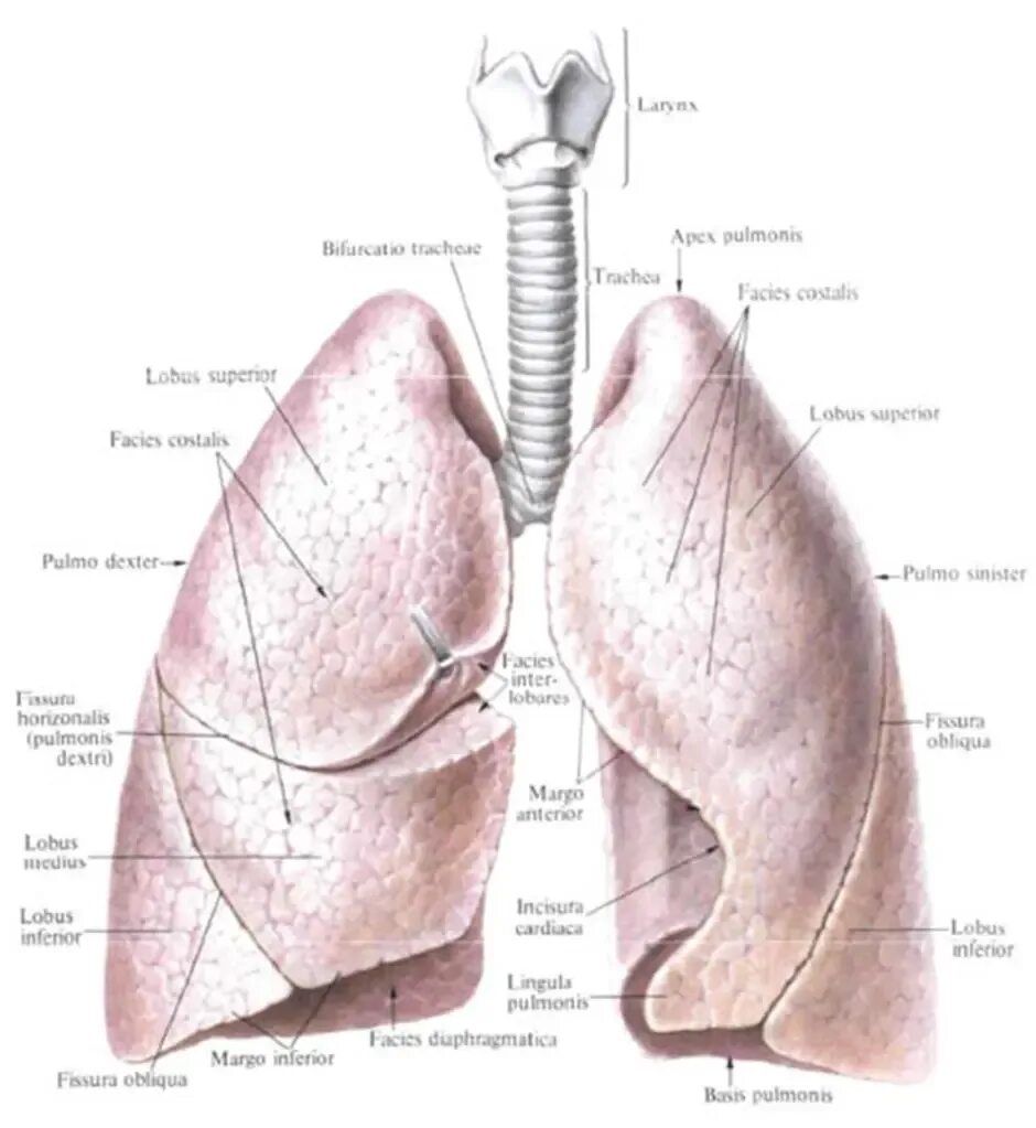 Lymphonodus. Легкое строение анатомия. Анатомическое строение легких. Диафрагмальная поверхность легкого.
