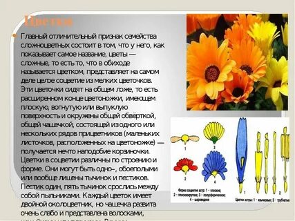 Самое главное в цветке