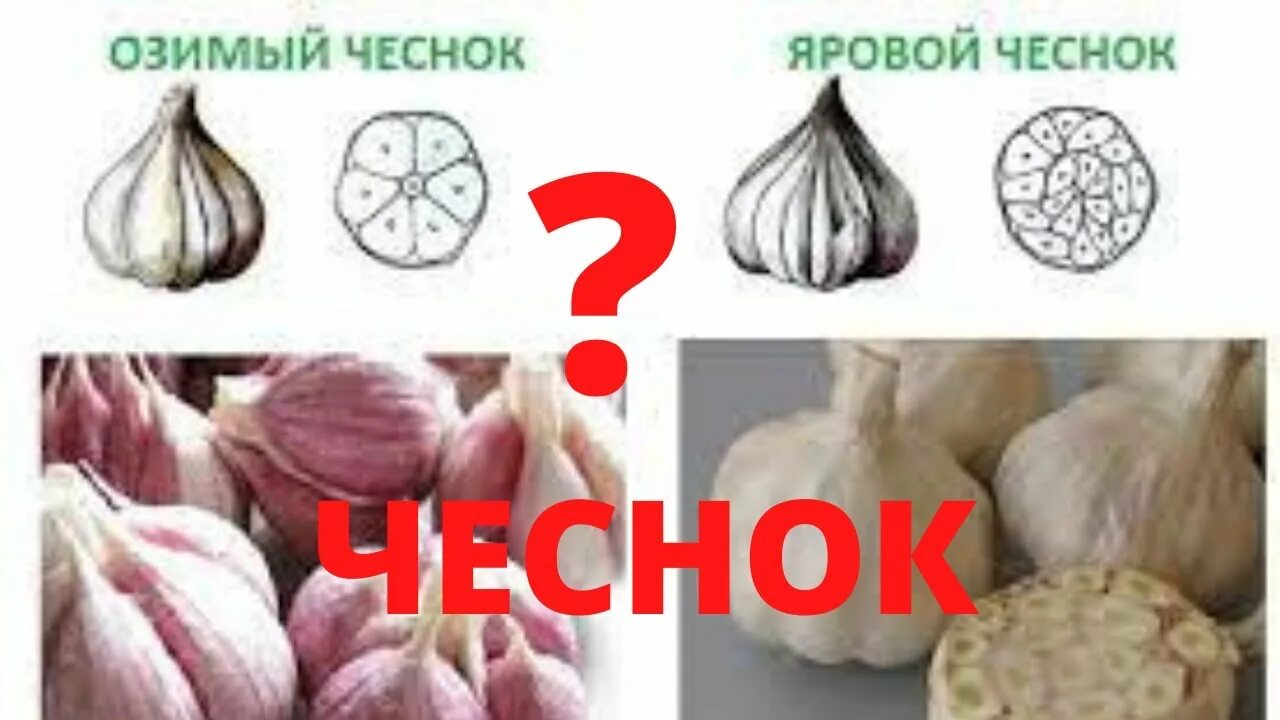 Как вытаскивать чеснок. Что такое яровой чеснок и озимый отличия. яровой и озимый чеснок разница. отличие ярового чеснока от озимого. чеснок яровой и озимый отличия фото.