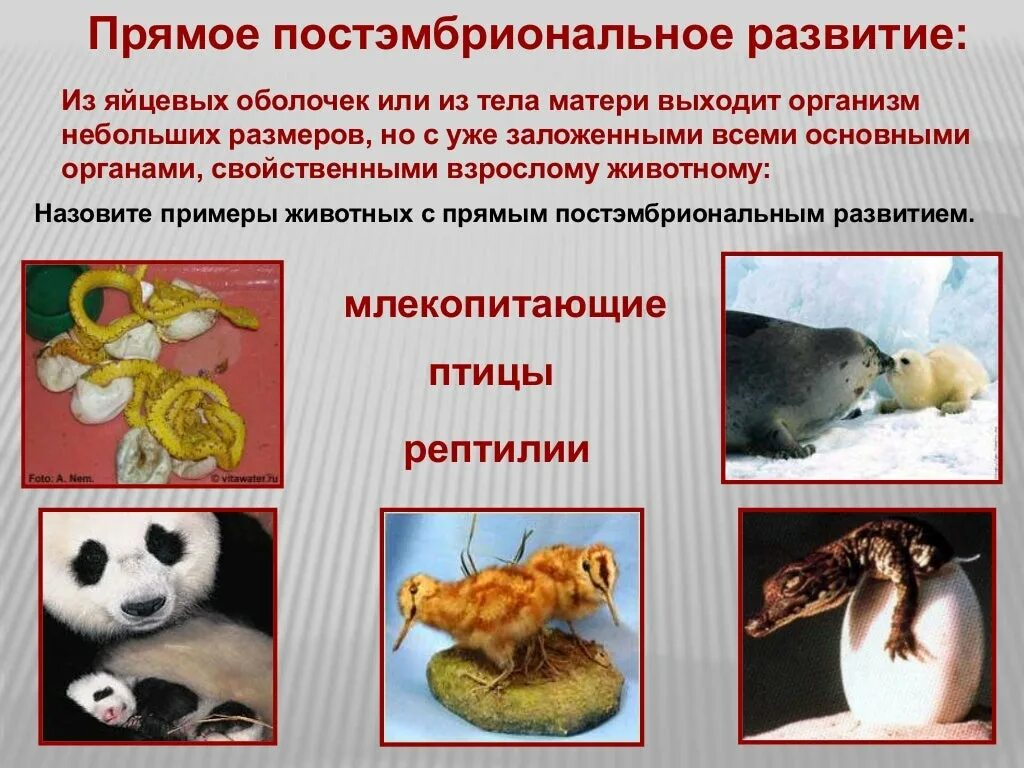 Органогенез постэмбриональное развитие. Органогенез постэмбриональное развитие. Прямое развитие постэмбрионального периода. Органогенез постэмбриональное развитие. Непрямое постэмбриональное развитие этапы.