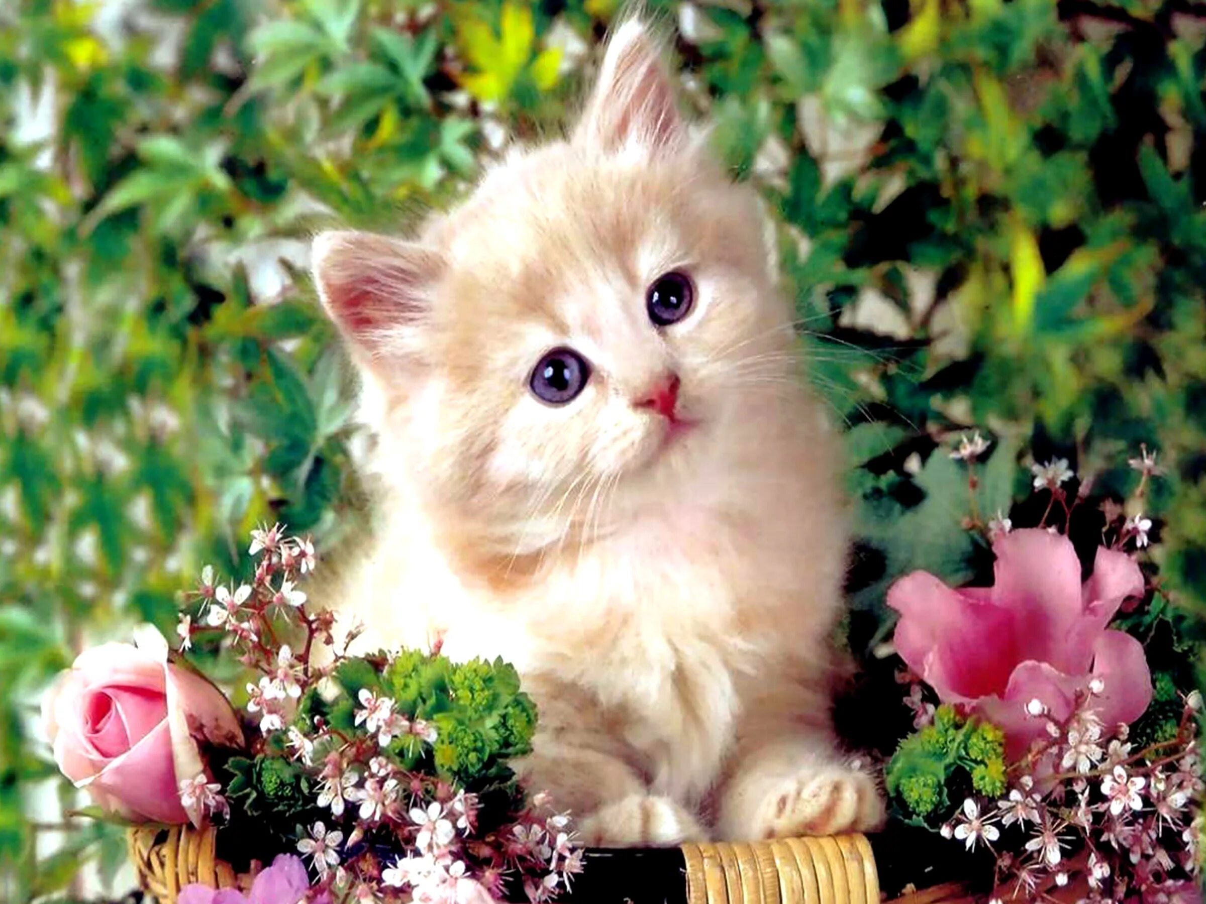 Красивые котята. Красивые котики. Красивые кошечки. Милые кошечки. Котенок любит играть с цветами