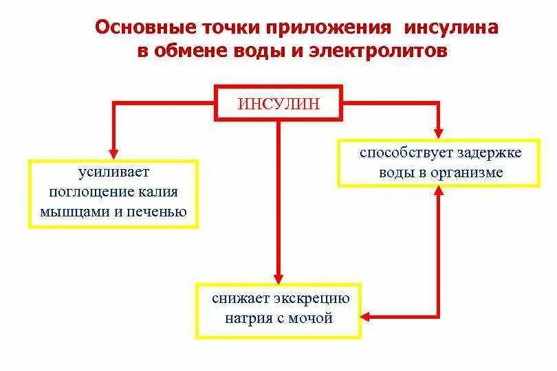 Мембранный механизм действия инсулина. Обмен инсулина в организме. Механизм действия гормона инсулина. Основные точки приложения инсулина в углеводном обмене. Механизм действия инсулина биохимия гормоны.