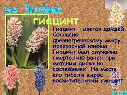Гиацинт стихи