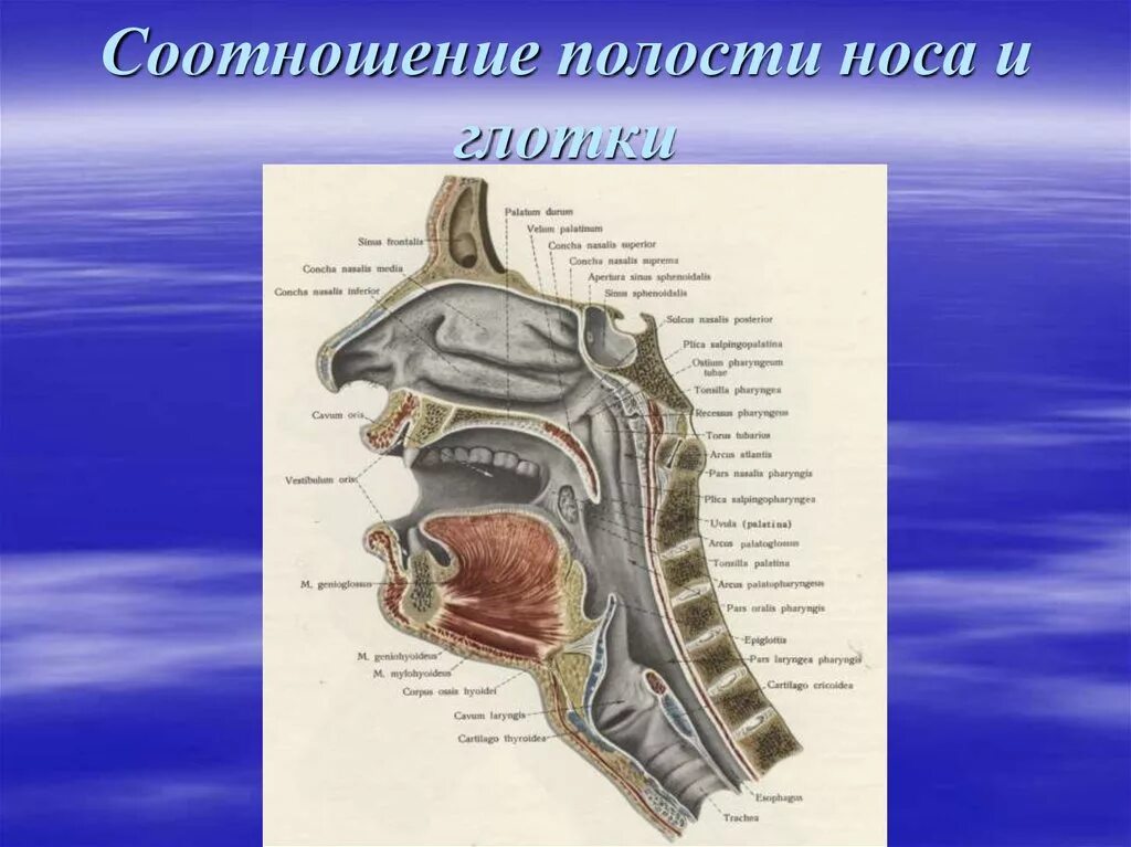 Хоаны носа анатомия. Разрез носовой полости строение. Носовая полость строение анатомия. Строение полости носа и носоглотки.