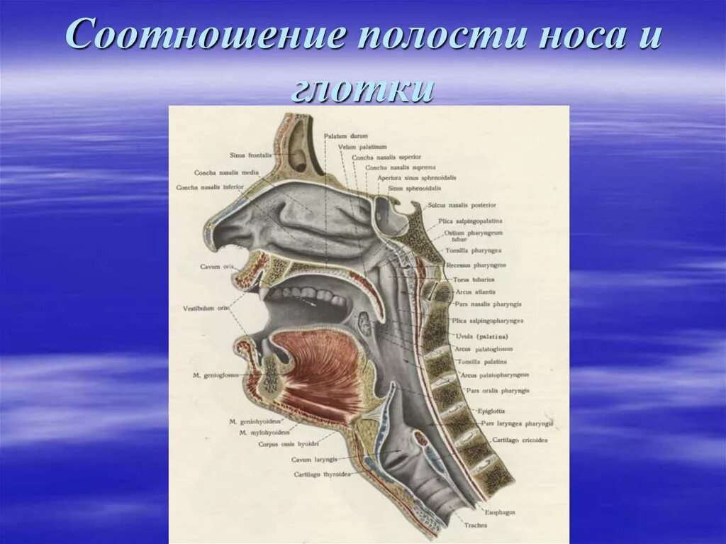 Носовая полость ротовая полость. Хоаны носа анатомия. Разрез носовой полости строение. Носовая полость строение анатомия. Строение полости носа и носоглотки.