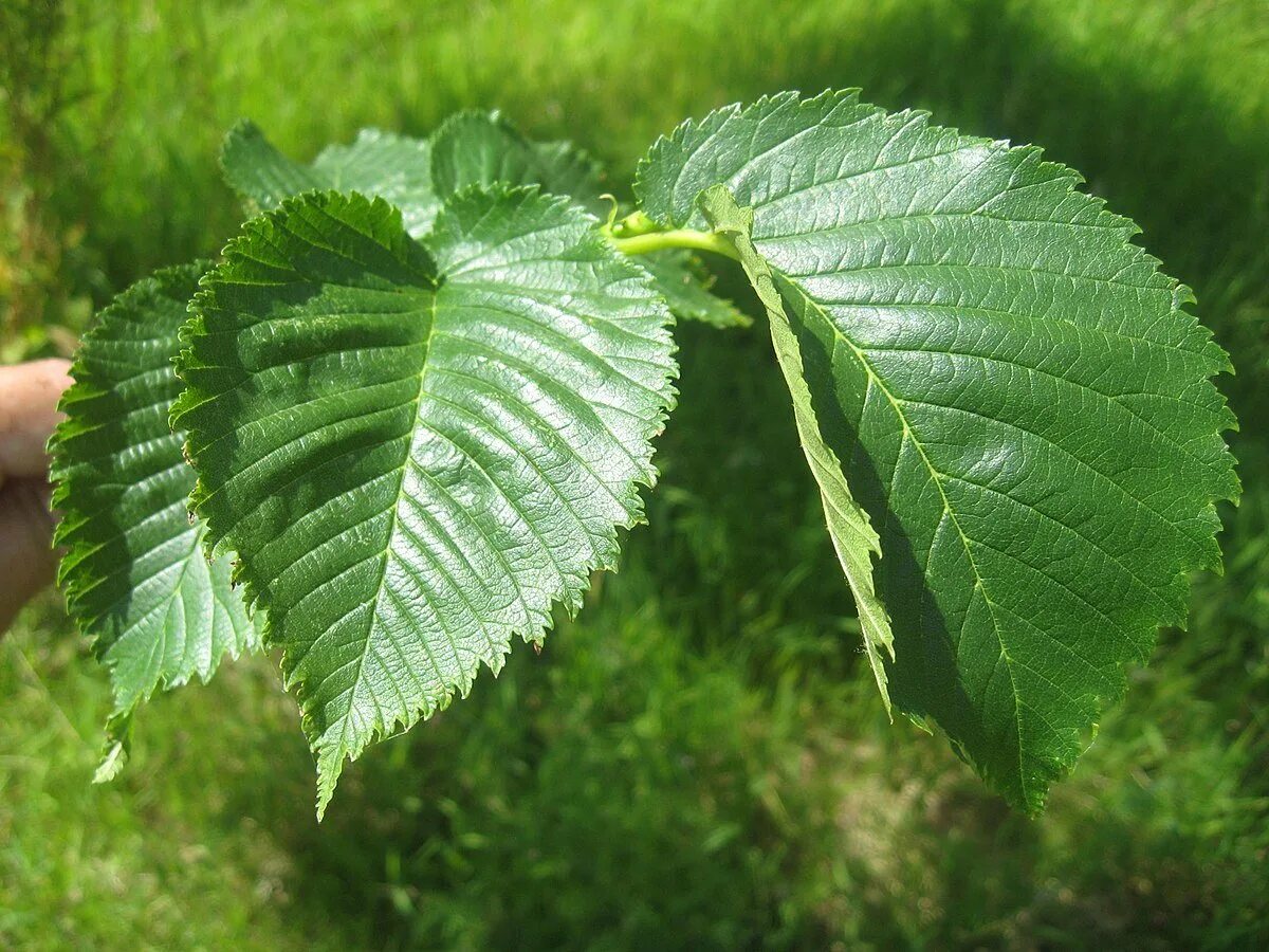 вяз 4 буквы. вяз ильм карагач. вяз 4 буквы. вяз 4 буквы. вяз гладкий (ulmus laevis).