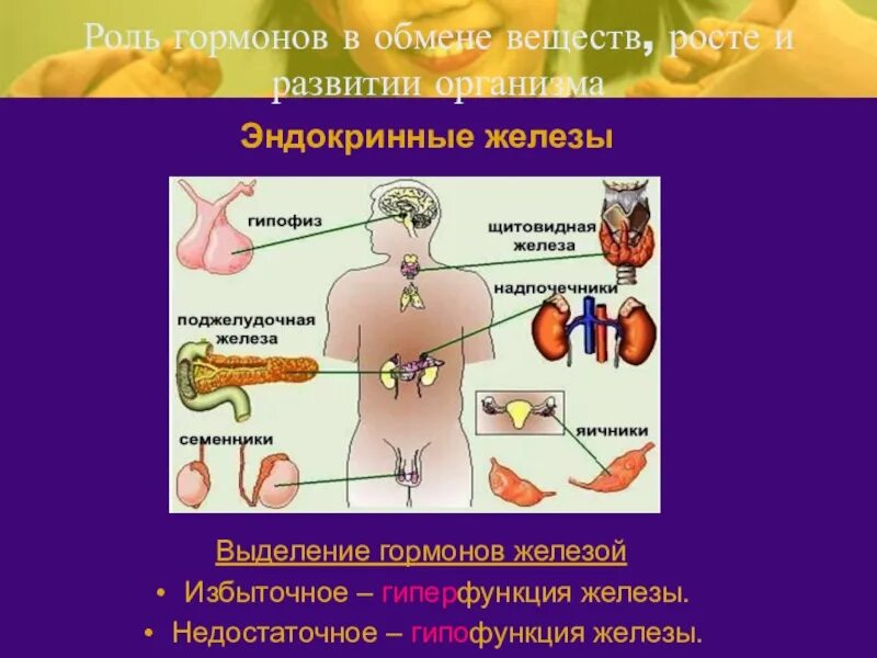 Система желёз внутренней секреции. Гормоны желёз внутренней секреции. Эндокринная система железы и гормоны. Эндокринная система железы внутренней секреции. Раскройте роль гормонов в обмене веществ росте