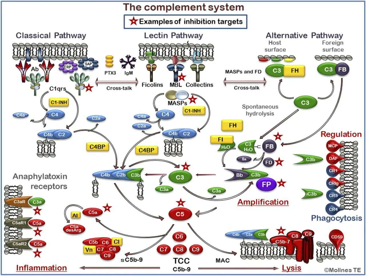С1 комплемента. Функции системы комплемента иммунология. Функции белков системы комплемента иммунология. Белки системы комплемента иммунология. Схема активации системы комплемента в иммунологии.