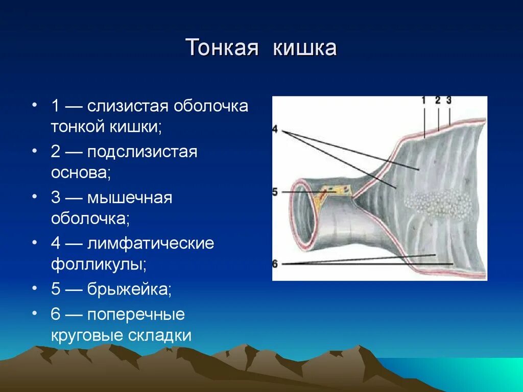 Подслизистая оболочка тонкой кишки. Круговые складки тонкой кишки. Складки слизистой оболочки тонкой кишки. Продольные складки слизистой оболочки