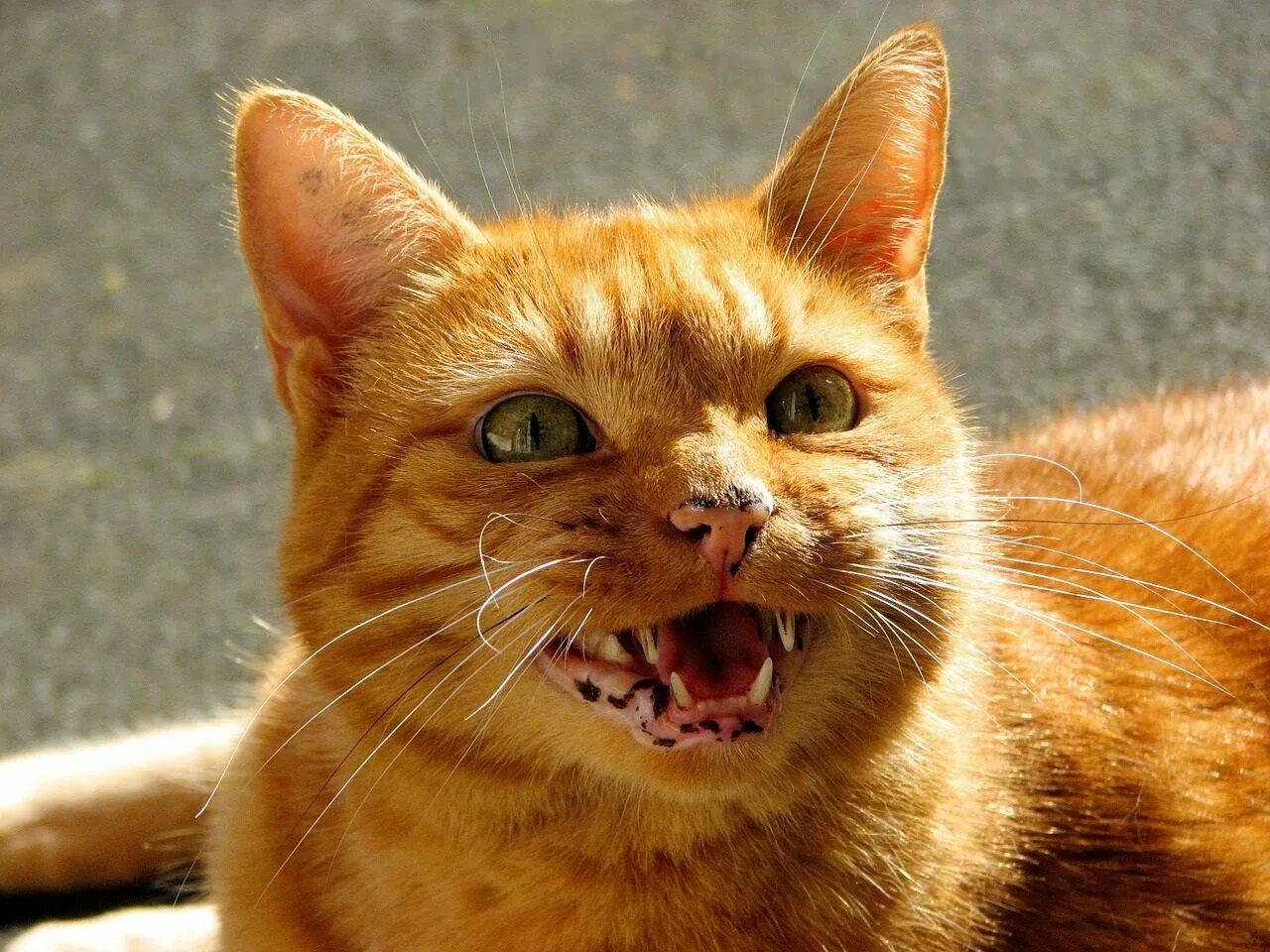 Рыжий кот нападает. Рыжая кошка. рыжий котик. злой рыжий кот. злая рыжая кошка.