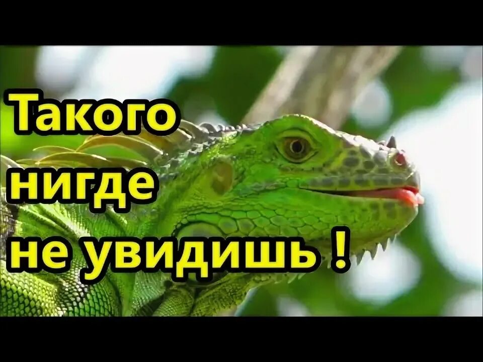 Такого нет нигде в мире. Такого нет нигде в мире