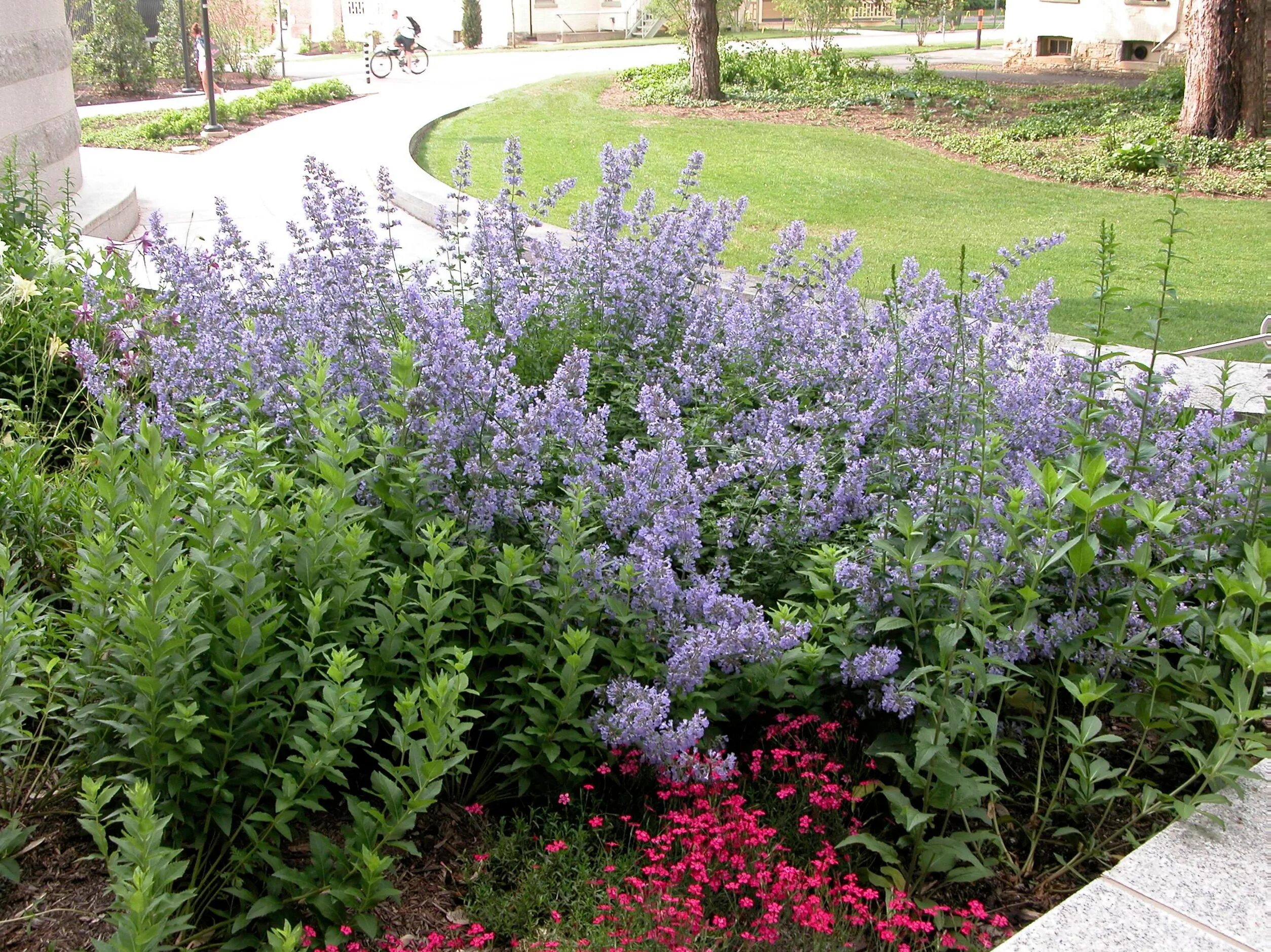 Котовник фассена nepeta. Котовник муссини. котовник фассена сорта. котовник фассена высота. котовник фассена волкерс лоу.