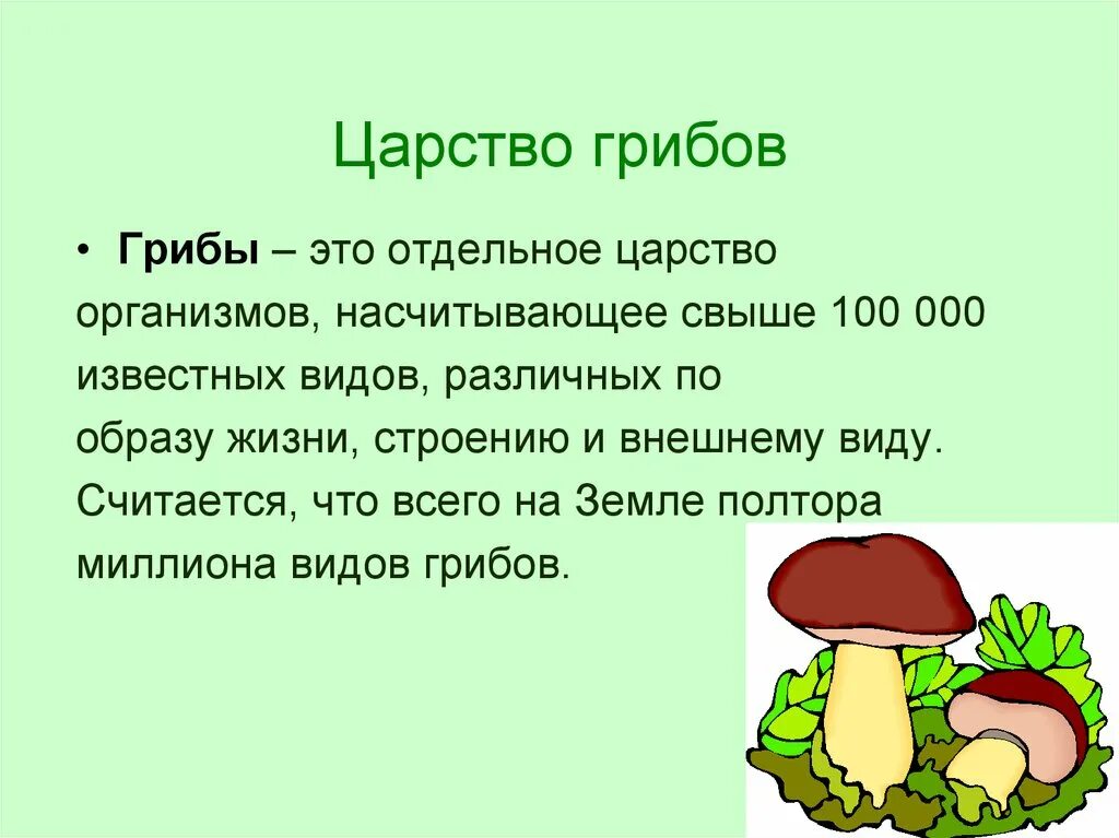 Доклад про царство грибов. Царство грибов 5 класс биология доклад. Представители царства грибы 5 класс биология. Представители царства грибов 3 класс.