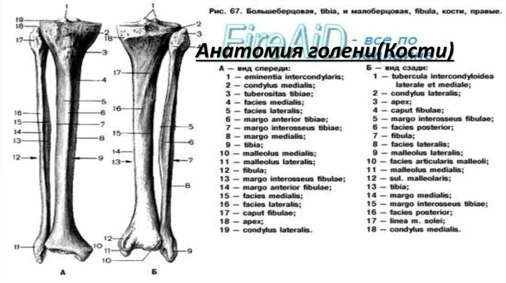 Tibia and fibula anatomy Anatomy bones, Physiology, Medical anatomy