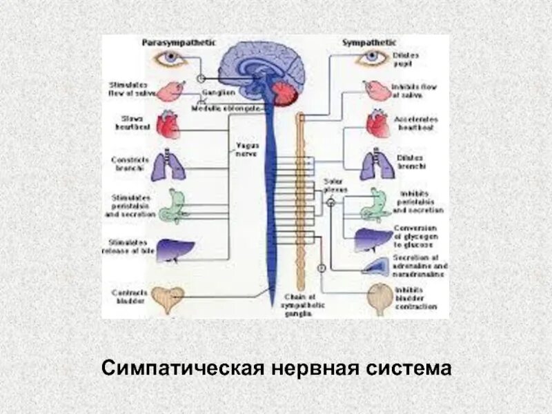 Нервные центры симпатического отдела. Органы пищеварения в симпатической нервной системы. Симпатическая н с 1 и 2 фаза. Симпатическая нервная система функции. Центры симпатической нервной системы.