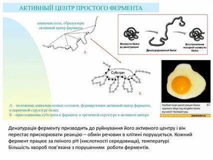 При денатурации ферментов происходит
