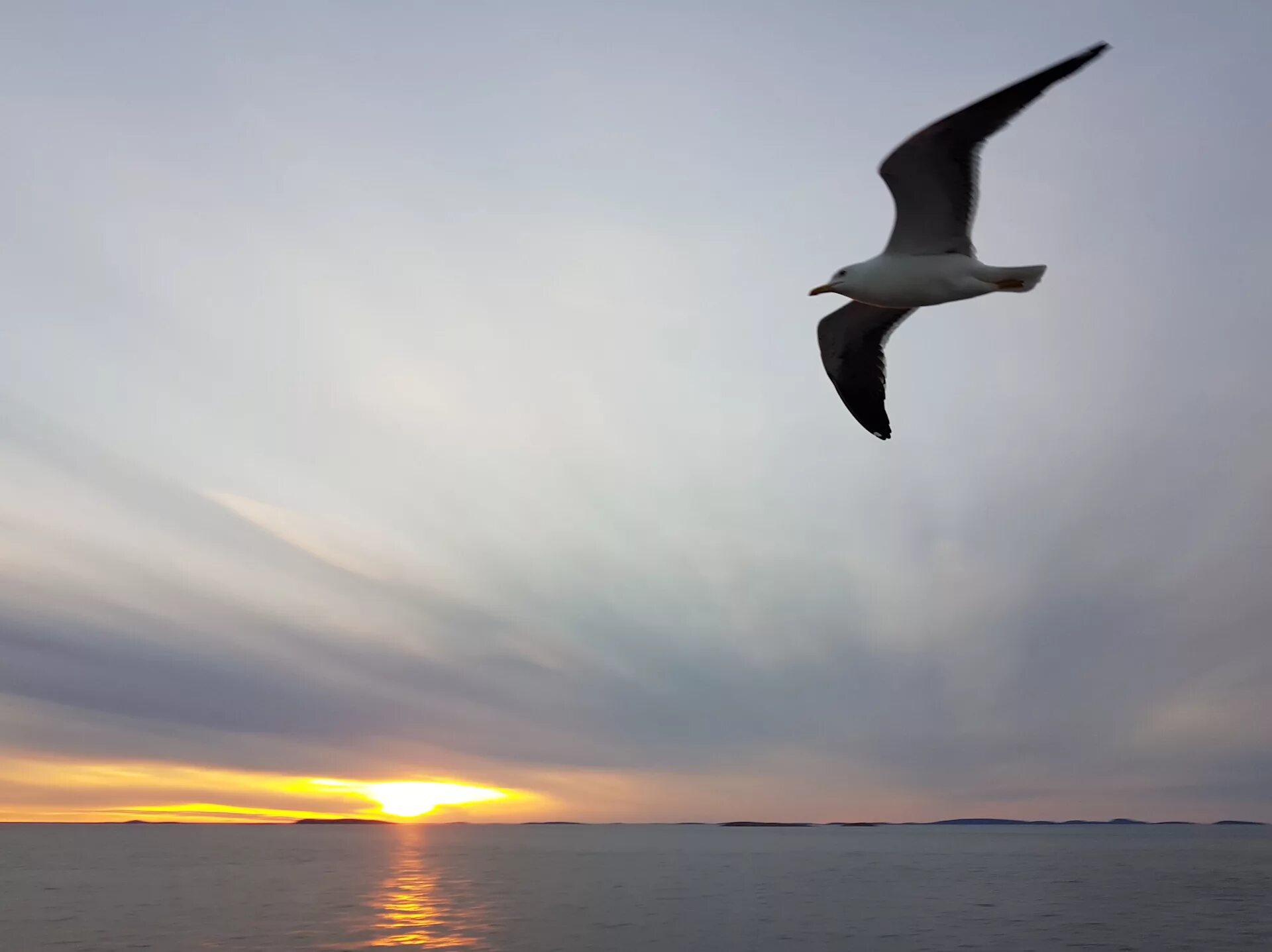 белое море чайки. птицы над морем. чайка на море. белое море чайки. альбатрос на финском заливе.