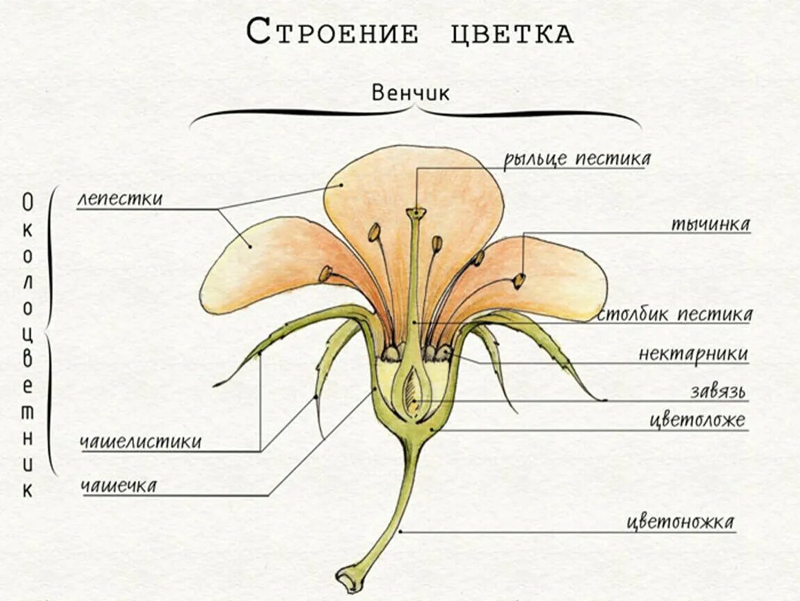 Часть цветка 6 класс впр. Строение растения тычинка пестик. Строение цветка растения 6 класс биология. Строение цветка схема венчик. Схема строения цветка пестик.