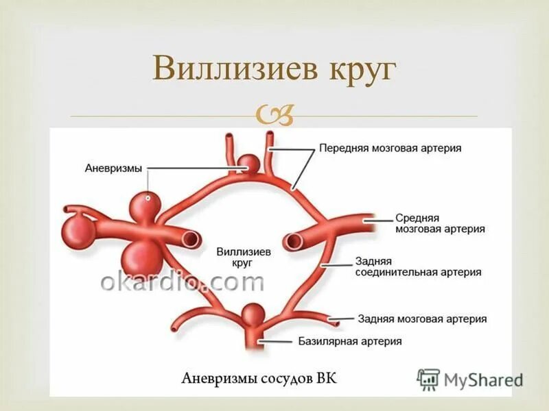 Правая задняя трифуркация. Кровообращение мозга. Виллизиев круг.. Артерии, образующие артериальный круг большого мозга. Схема артериального круга головного мозга. Артериальный круг большого мозга Виллизиев круг.