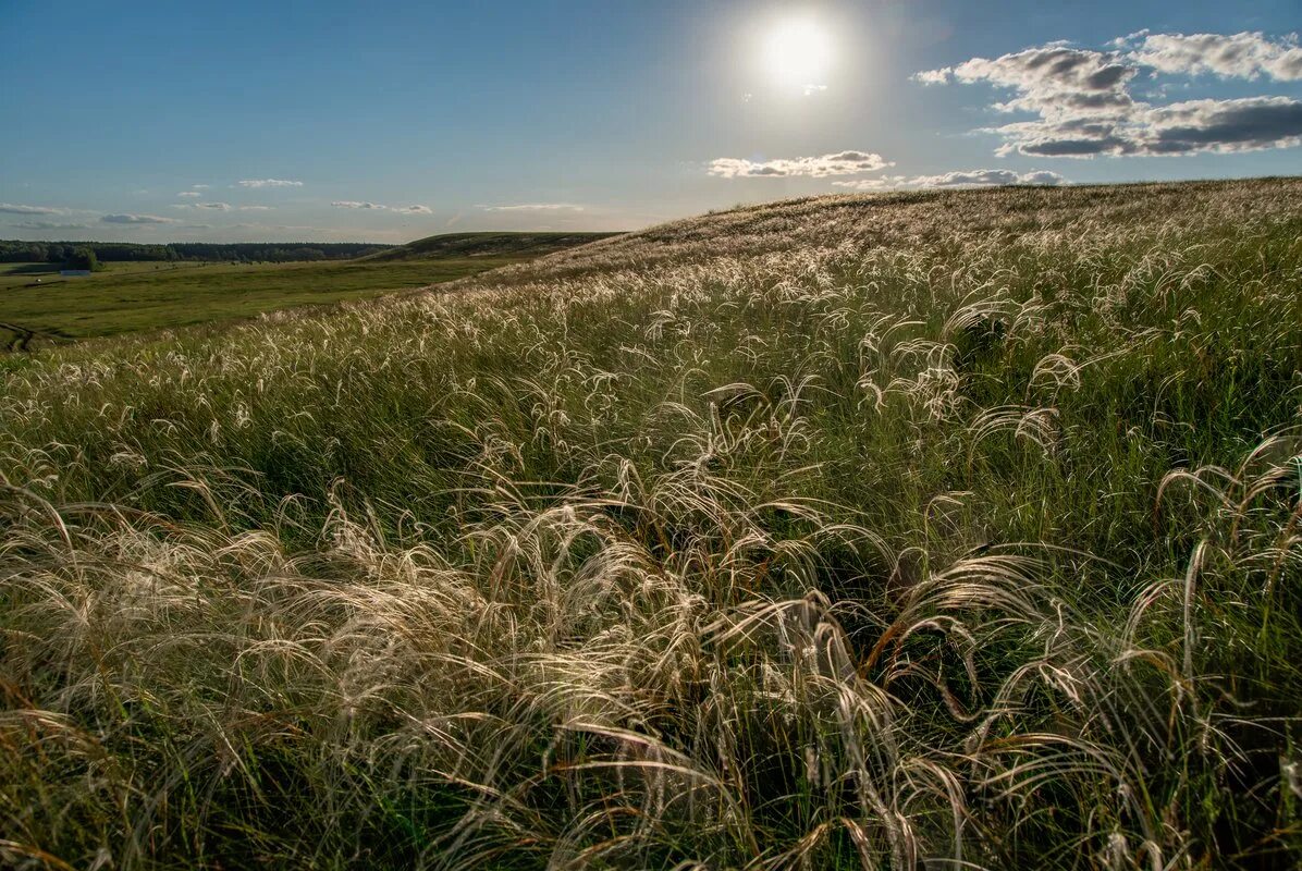 Ковыль стелется. Ковыль. Ковыль трава Степная. Ковыль Степной зоны. Ковыль кавказский.