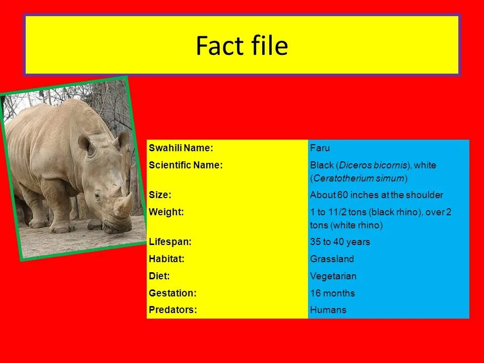 Portfolio write a fact about an animal. Fact file. Animal fact file. Русские животные для fact file. Fact file Лев.