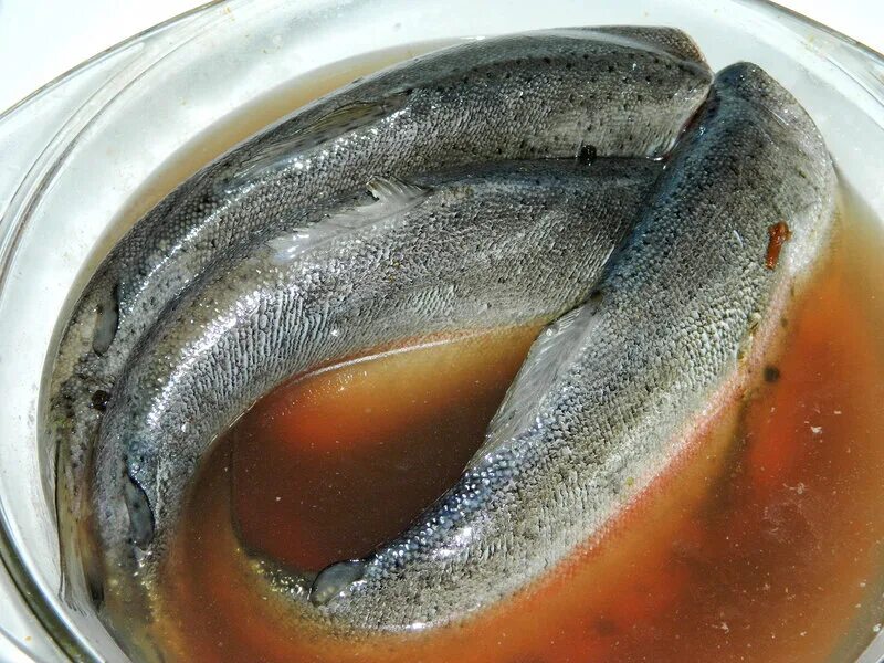 семга соленая в рассоле. засолить форель в рассоле. посол для форели слабосоленой. засолить форель в рассоле. красная рыба в тузлуке.