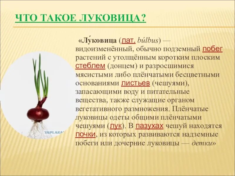 Видоизменённый побег луковица у цветка. Видоизменения побегов клубень. Подземные видоизмененные побеги луковица строение. Донце – видоизмененный стебель луковицы?. Почему лук назвали луком