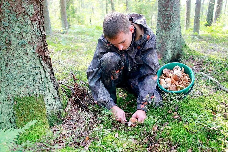 Когда собирают грибы в лесу. Грибной лес. Собирать грибы. Грибы собранные в лесу. Грибы в лесу.