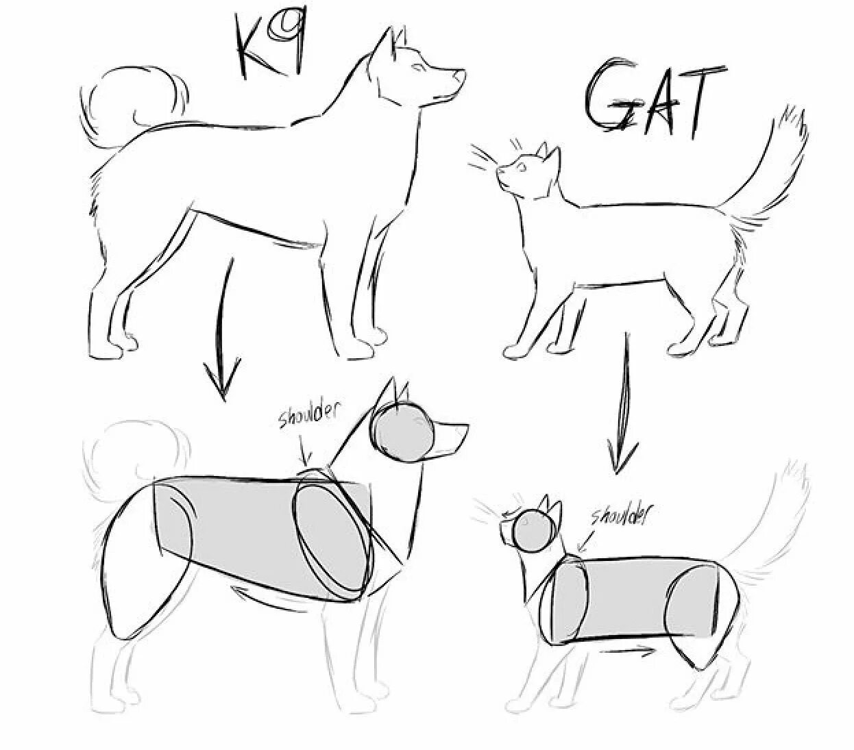 Схема собаки рисунок. Анатомия собаки для рисования. Референсы собак для рисования. Аномия собаки для рисование. Туториалы по рисованию собак.