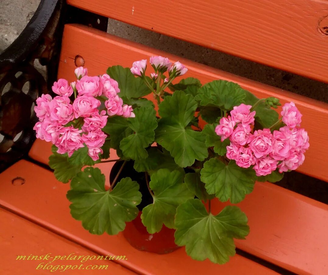 Герань пинк. Герань австралиан Пинк. Пеларгония Australien Pink Rosebud. Australian Pink Rosebud пеларгония. Герань Swanland Pink Rosebud.