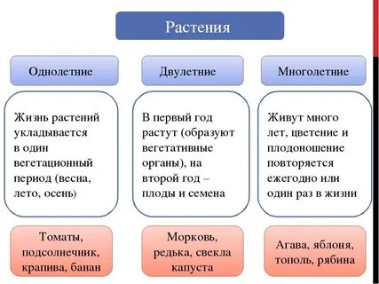 Группы растений по продолжительности жизни