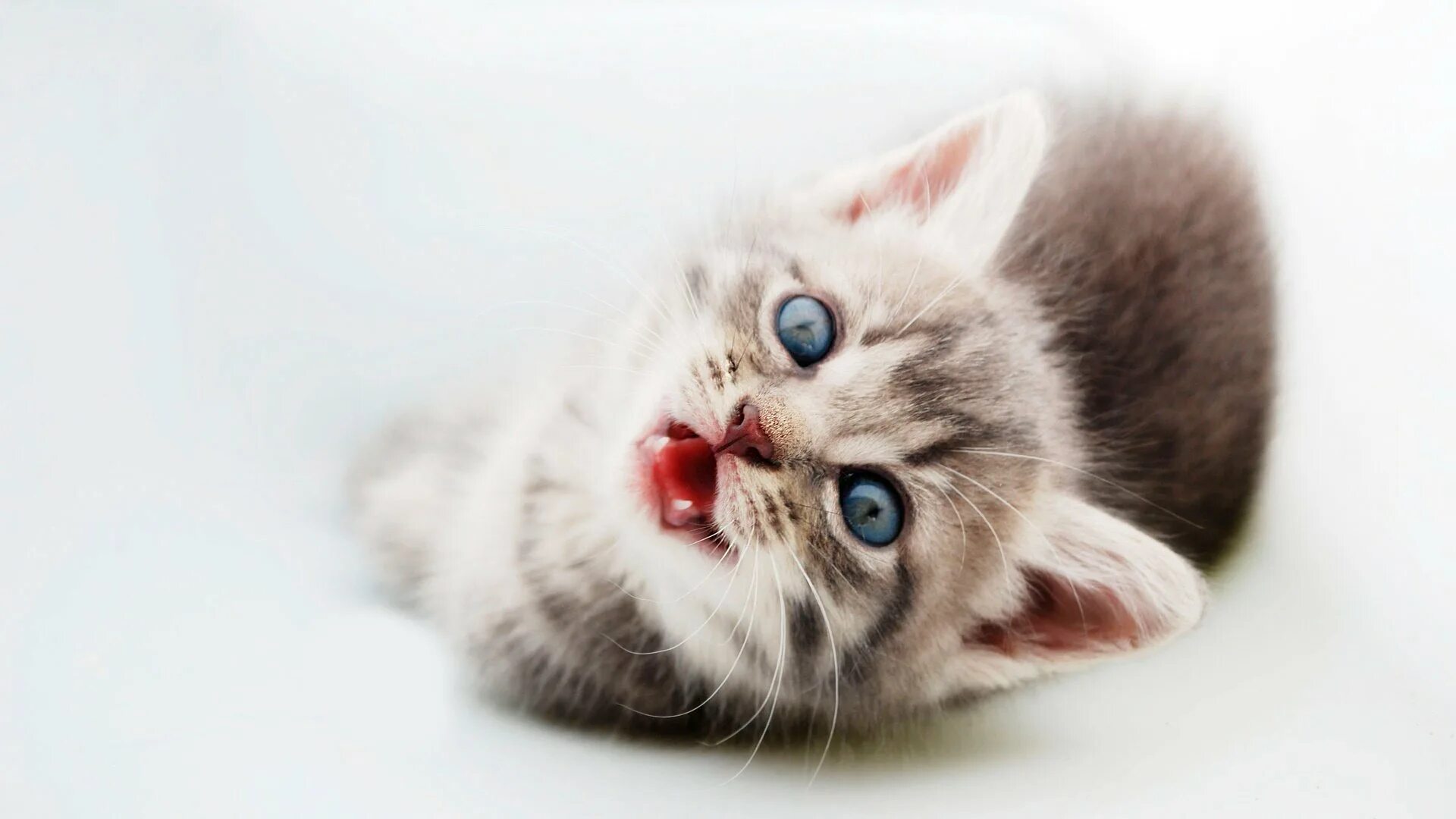 милые коты. милые котята обои. красивые котята на рабочий стол. фон для рабочего стола котята. котенок спит.