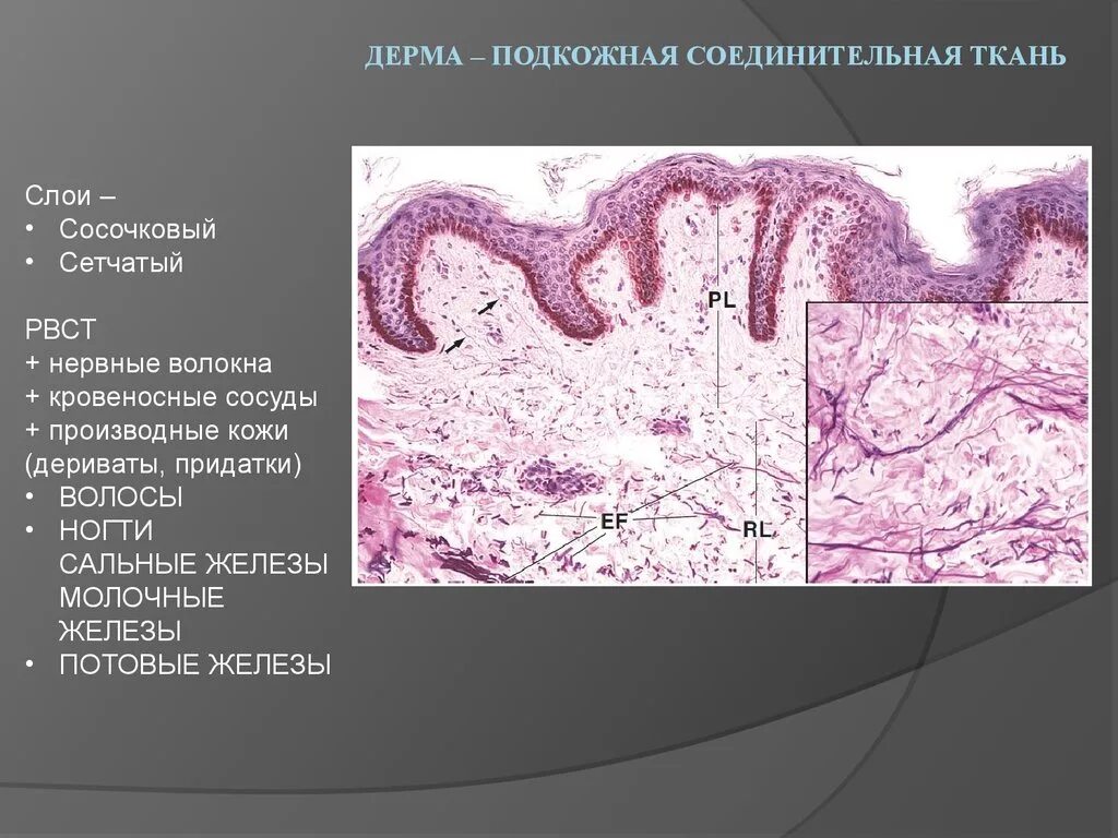 Какая структура дермы образована этой тканью. Плотная неоформленная соединительная ткань дерма кожи. Плотная неоформленная соединительная ткань (сетчатый. Плотная волокнистая соединительная ткань дермы. Плотная неоформленная соединительная ткань сетчатый слой.