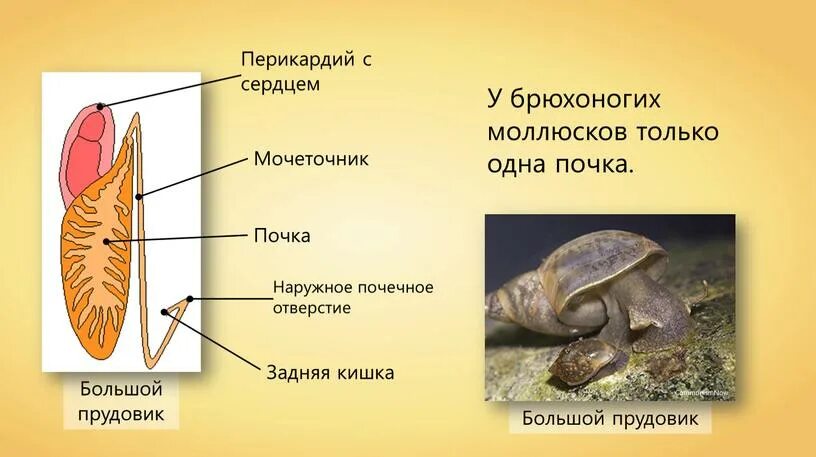 Органы выделения брюхоногих моллюсков. Выделительная система малого прудовика. Выделительная система большого прудовика. Выделительная система прудовика обыкновенного. Прудовик выделение