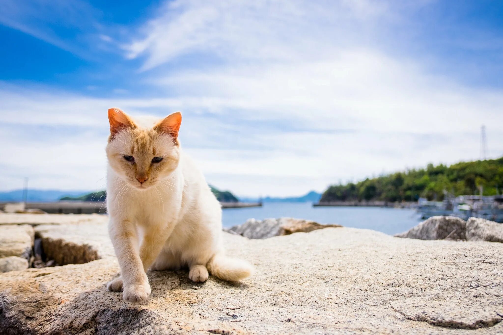 4 кота море. котик на море. кот на пляже. 4 кота море. кот анапский.