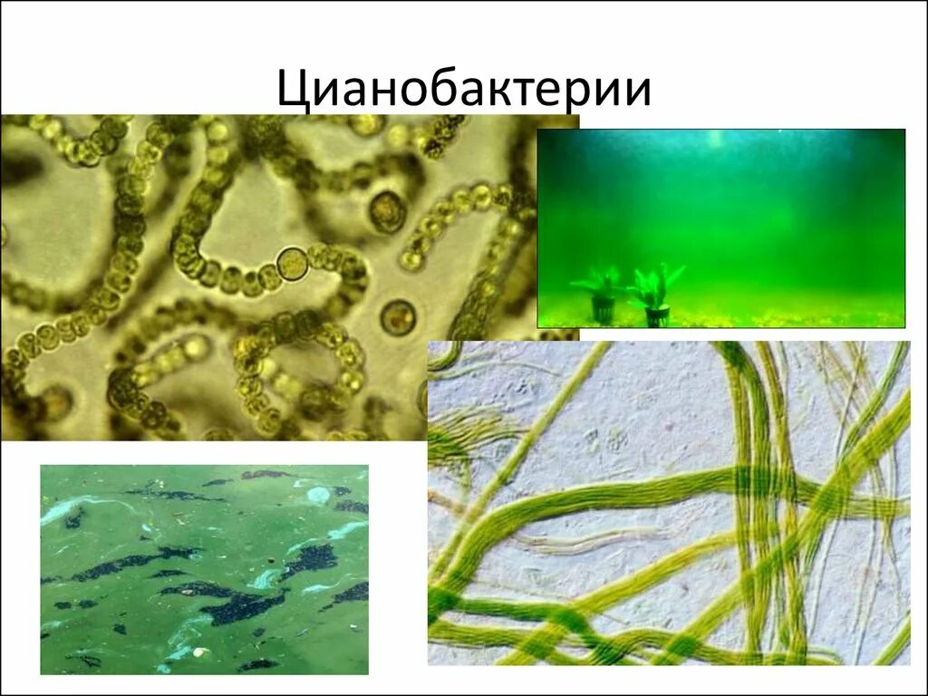 Синезеленые цианобактерии. Цианобактерии сине-зеленые водоросли. Цианобактерия и археи. Цианобактерии автотрофы. Появление прокариот эра