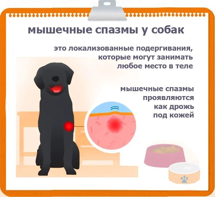 Судороги у собак мелких. Препараты при эпилепсии у собак. препараты от эпилепсии для собак.