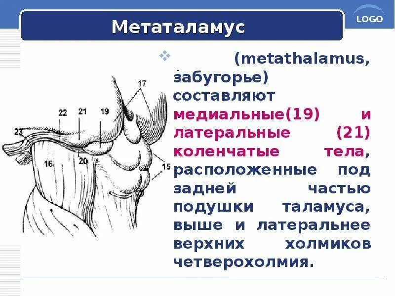 Коленчатые тела мозга. Метаталамус промежуточного мозга. Метаталамус промежуточного мозга функции. Метаталамус анатомия. Метаталамус коленчатые тела.