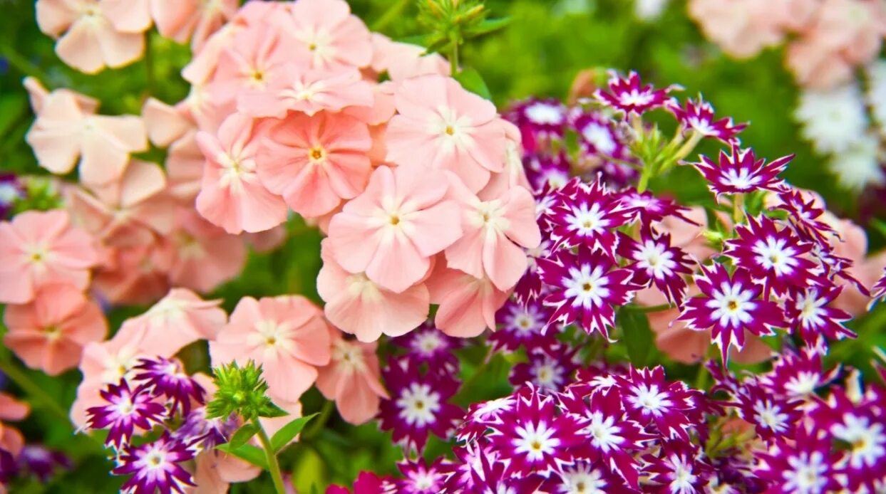 Флоксы цветы. Флоксы разных цветов. Флоксы цветы. Флоксы однолетники. Флоксы цветы.