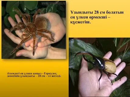 Мас ресейлік ананың порносы