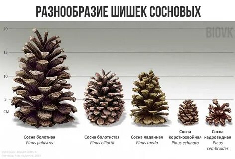 Шишка сосны и ели сравнение