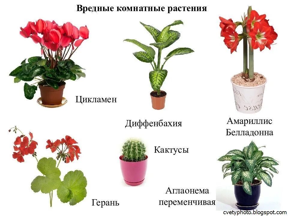 Комнатные растения и уход за ними. Комнатные цветы. Название комнатных цветов. Комнатные цветы цветущие. Название домашних цветов.