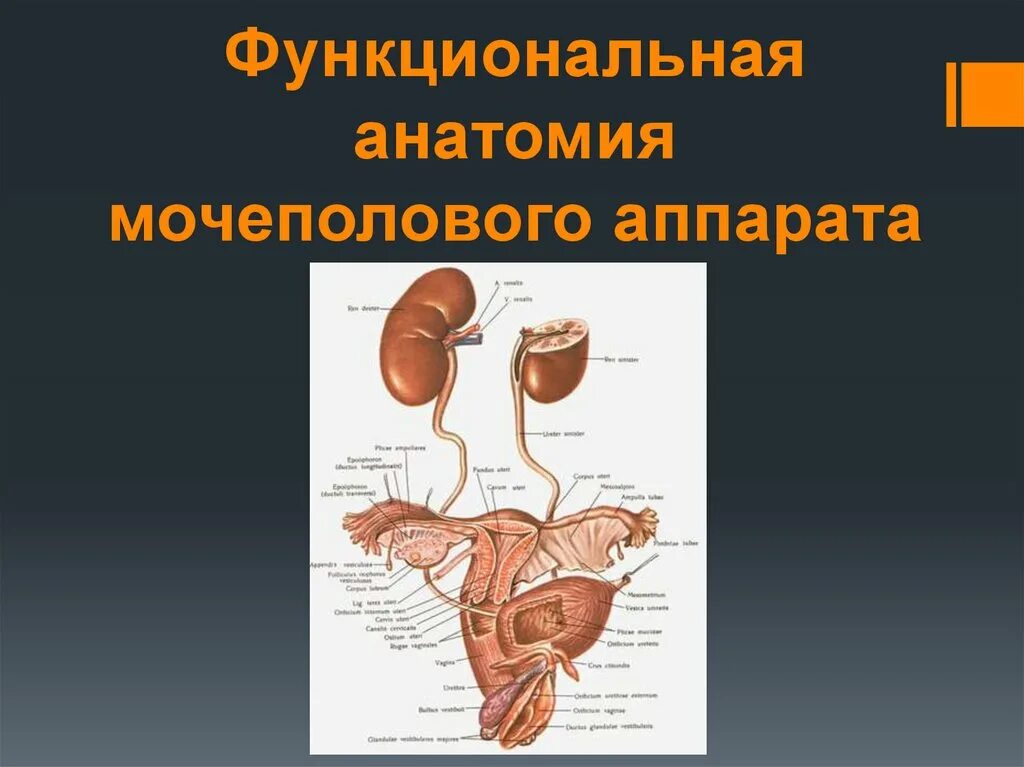 Мочеполовая система у женщин. Женская Мочеполовая/система строение и функции. Строение мочевой системы человека. Анатомия органов мочевыделительная система. Органы мочеполовой системы схема.