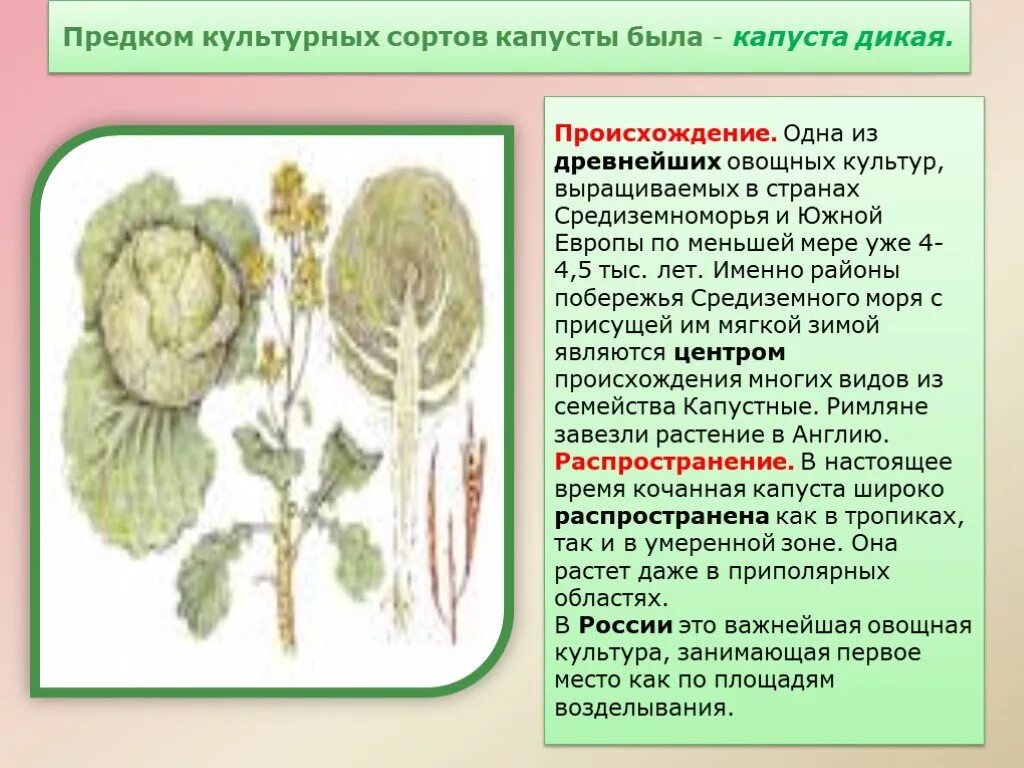 Дикий предок современных сортов капусты таблица. Предки культурных растений. Предком культурных сортов капусты была капуста. Дикий предок капусты