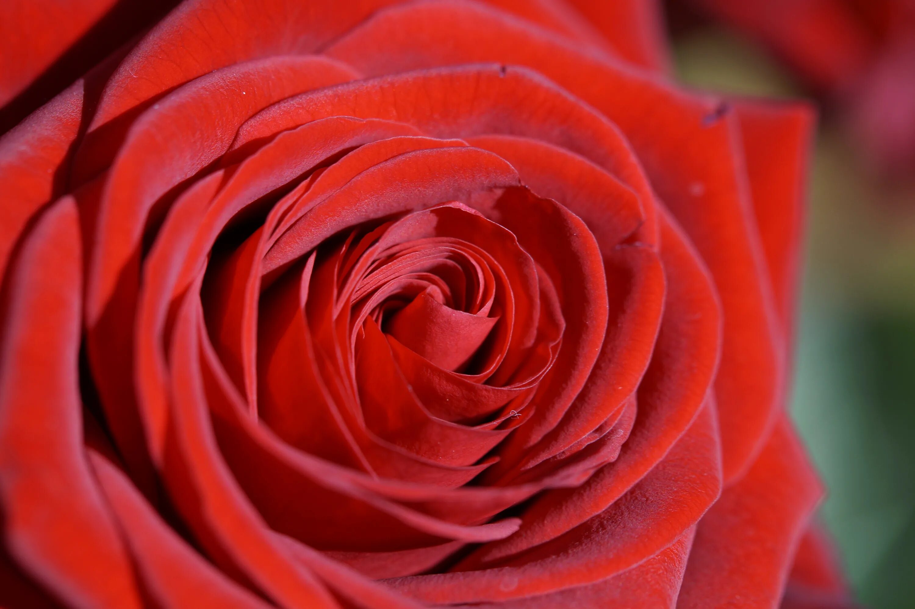 Красный также. Огненно красные розы. Розы красного цвета. Распустившаяся красная роза. Распущенная роза.