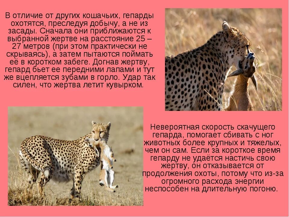 Сообщение о животном 5 класс. Доклад про гепарда. краткое сообщение о гепарде. гепард презентация.