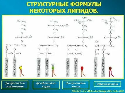 Мембранные липиды структура