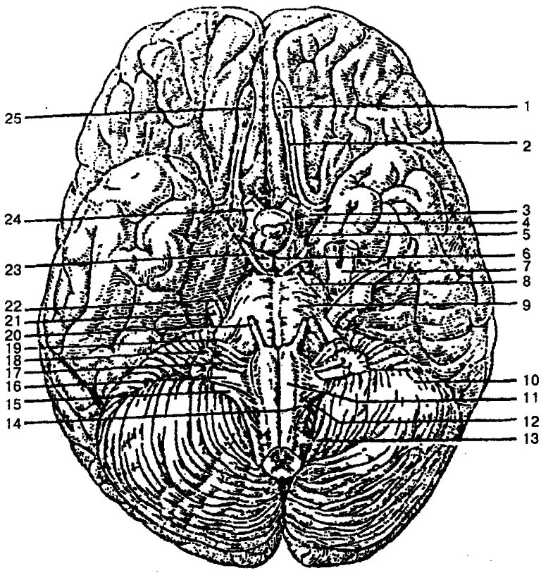 Корешки черепных нервов. Строение головного мозга снизу. Базальная поверхность головного мозга анатомия. Головной мозг вид снизу. Мозг снизу анатомия.