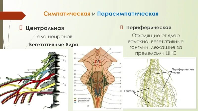 Функция вегетативных узлов. Функция вегетативных узлов